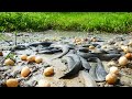 a lot of fish and egg in mud catch by hand by a fisherman skill