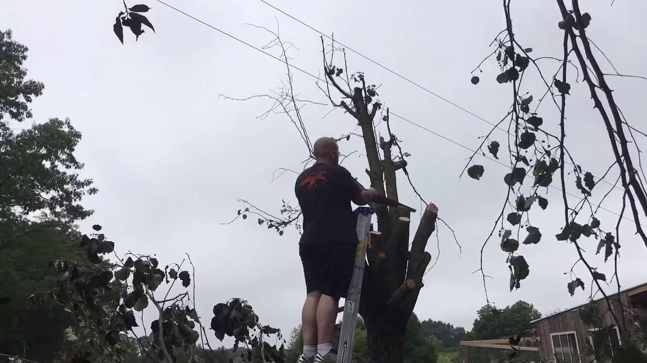 Cutting down the tree ( to give my new garden space some light)
