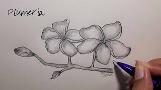 How to Draw Plumeria Flower Pencil sketch Plumeria Flower Drawing Realistic Pencil Sketch Tutorial Step By Step