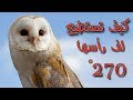 متع عقلك كيف تستطيع البومة لف رأسها 270 درجة