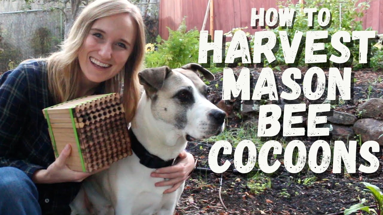 How To Harvest Mason Bee Cocoons