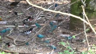 Indigo buntings South Texas April 2013 songbird fallout