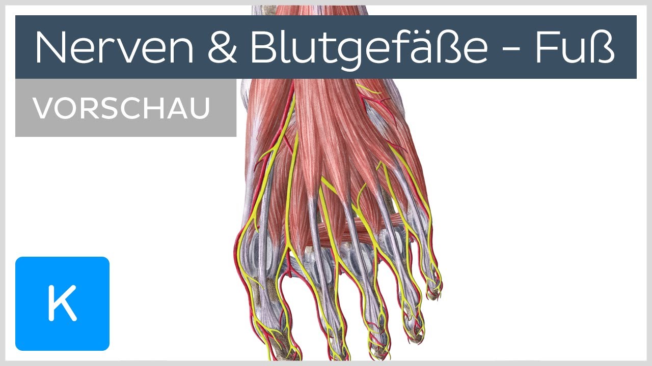 Obere Extremität - Plexus brachialis - Verläufe der Nerven (2/4) - 3D