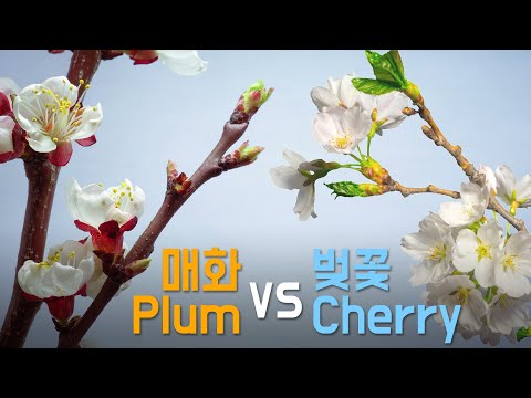 What is the difference between cherry blossoms and plum blossoms?
