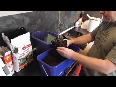 Videó: Kísérőültetés málnával: jó társnövények a málnabokrok számára