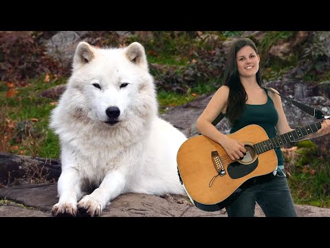 Relaxing 12 String Guitar Music 😌 Heavenly Guitar 😌 4k Animals Background