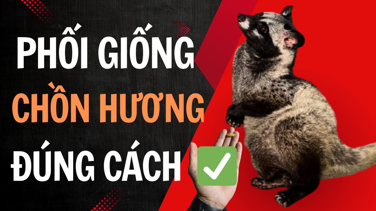 Cách phối giống chồn hương hiệu quả – Tăng tỉ lệ sinh sản và lợi nhuận