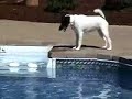 Dottie at the pool