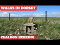 Walks in dorset at chaldon herring or east chaldon