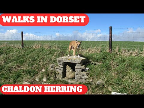 WALKS IN DORSET at CHALDON HERRING or EAST CHALDON