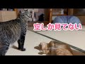 夜のドライブと、お兄ちゃんが好きすぎる妹猫 Night Drive & Luna Loves Her Big Brother