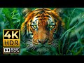 Amazing 4K HDR Video ULTRA HD 240 FPS | Dolby Vision (Colorful Animal Life)