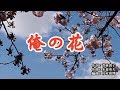 『俺の花』松尾雄史 カバー 2019年12月11日発売
