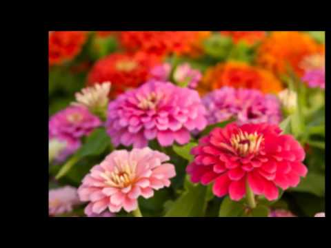 Vidéo: Variétés populaires de zinnia : différents types de fleurs de zinnia pour le jardin