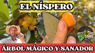 Descubre el PODER del Níspero! Árbol Curativo y da FRUTOS Deliciosos!