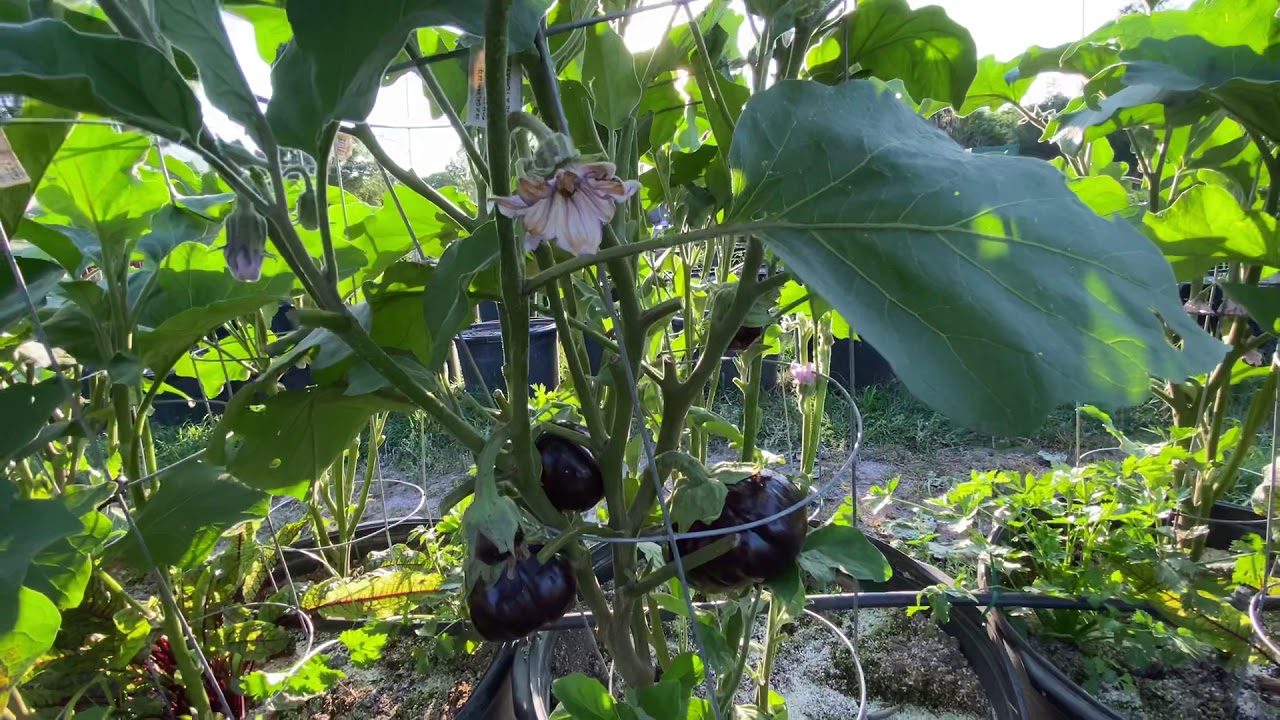 Pt 2 How to Prune and maintain your Egg plants with trellising YouTube