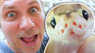 GUESS WHAT SNAKE!!! Unboxing NEW Ball Python Babies!!! | BRIAN BARCZYK