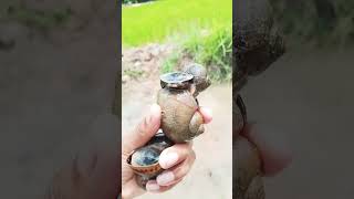#ដើរើសខ្យងក្នុងស្រែ #វីដេអូខ្លី