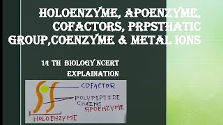 COFACTORS: PROSTHATIC GROUPS, COENZYME, METAL IONS 11th NCERT BIOLOGY NEET