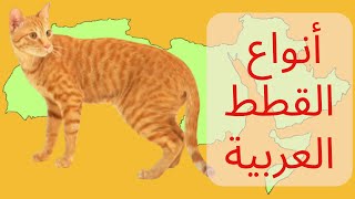 أشهر 4 سلالات قطط عربية