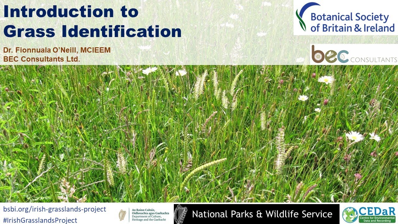 Introduction To Grass Identification Youtube