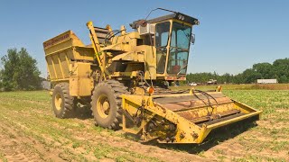 Organic Sweet Peas & Perpetual Harvest Farming by PatrickShivers 3,203 views 1 month ago 13 minutes, 40 seconds