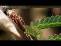 Lacacia une plante dfendue par des fourmis