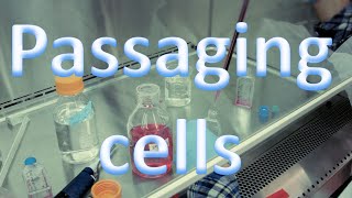 Cell culture techniques 3 - Passaging cells