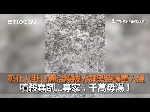 彰化八卦山麓沿線被大群黑色蟻軍入侵　噴殺蟲劑...專家：千萬毋湯！