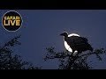 safariLIVE- Sunset Safari - September 24, 2018