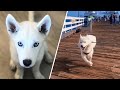 Fenix couldn't walk like other dogs. So he invented a new way to walk.