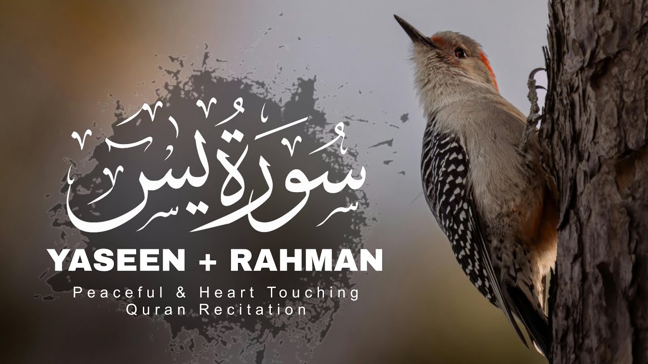 Surah Yaseen With Surah Rahman | Peaceful & Beautiful Quran Tilawat (سورة ياسين) [Ep-9]