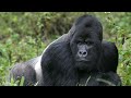 Gorille Le Singe Le Plus Fort Du Monde Documentaire Français HD Gorille Le Singe Le Plus Fort Du Monde Documentaire Français HD