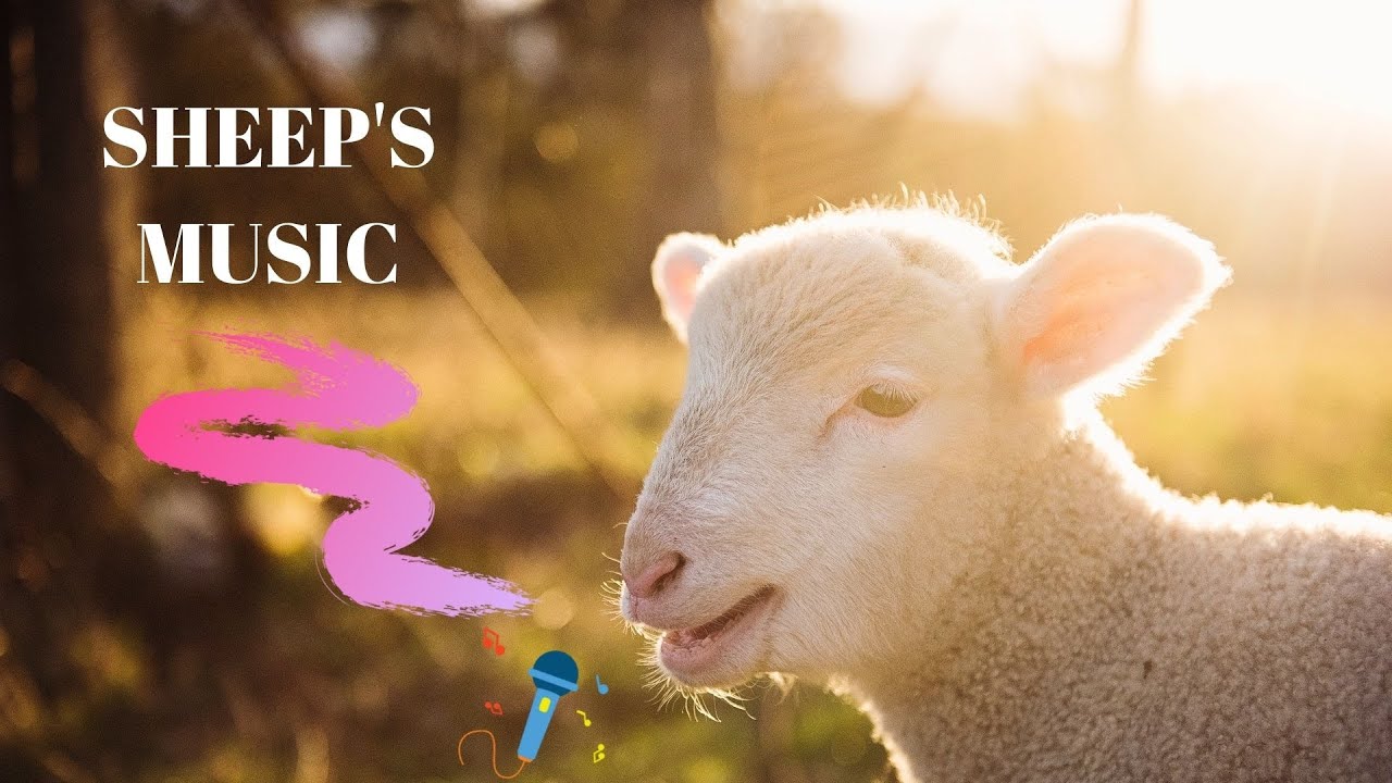 Sheep's Music, Kids Favorite Music, YouTube