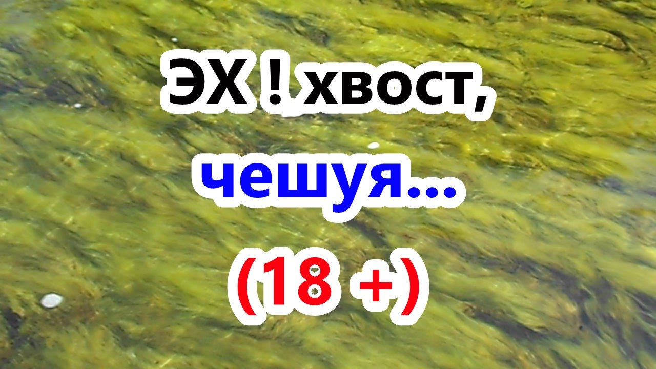 Песня эх хвост чешуя не. Песня эх хвост чешуя не. Ни хвоста ни чешуи. Песня эх хвост чешуя не. Песня эх хвост чешуя не поймал я ничего.