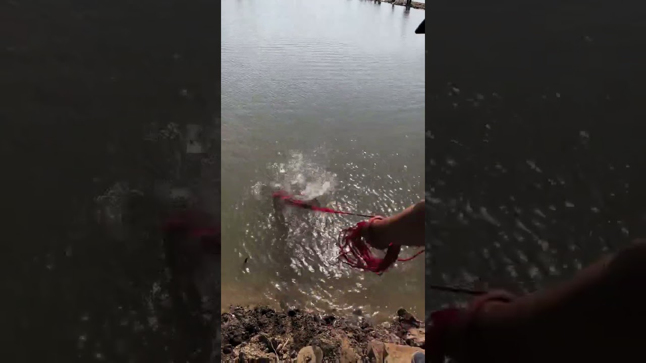 fish  catching in forest river #fishing #fishinglife #net