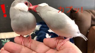 【シルバー文鳥】ほのぼの動画14 祝チャンネル登録者1000人‼ 1,000 Subscribers Commemoration