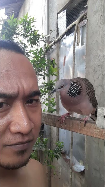 tekukur kuk 3 jinak gacor