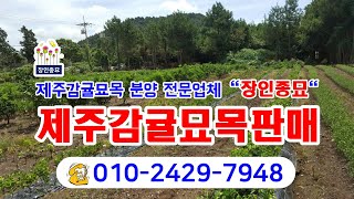 주감귤묘목, 귤나무묘목, 감귤묘목분양, 묘목택배 전문업체 장인종묘를 이용해 보세요. 제주감귤 재배를 고려하는 농가에 큰 도움이 될 것입니다.