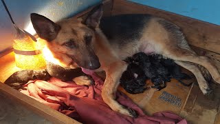 Nanganak na rin ang aking aso (German Shepherd) 9 Beautiful Healthy Puppies by Restless TV 9,940 views 4 years ago 5 minutes, 55 seconds