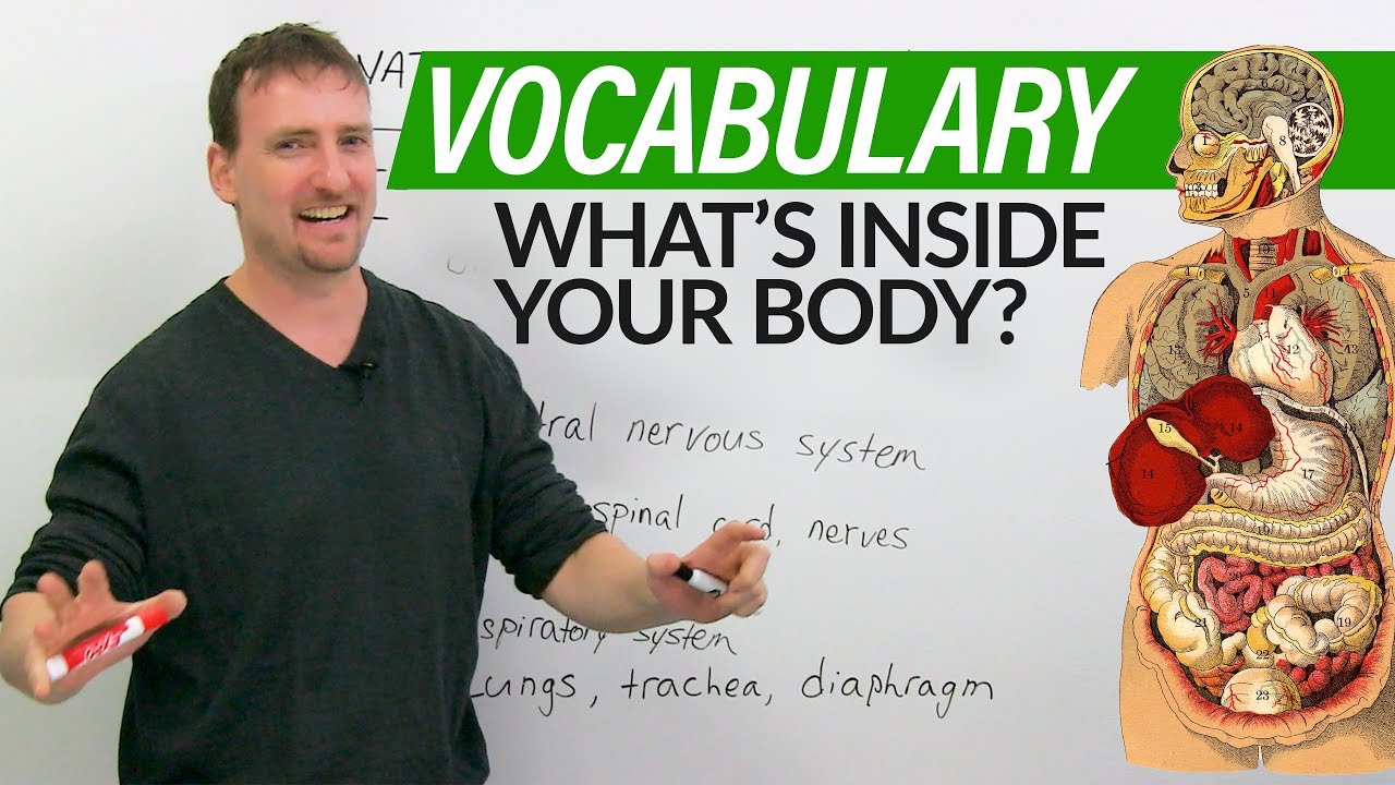 ⁣Learn English Vocabulary: Your Body & Organs