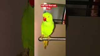 #shorts #shortsfeed #shortsvideo #short #parrot #parrotsound #parrottalking #parrotvideo
