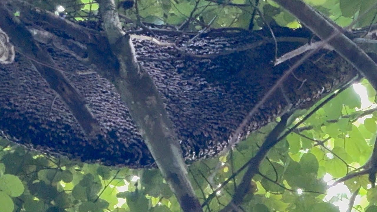 นานทีได้เจอหัวน้ำก้อนใหญ่ ก็มีปัญหาชะงั้น  |  พรานหมึก คนตีผึ้ง