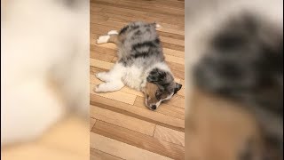 Puppy Dreaming While His Jam Plays