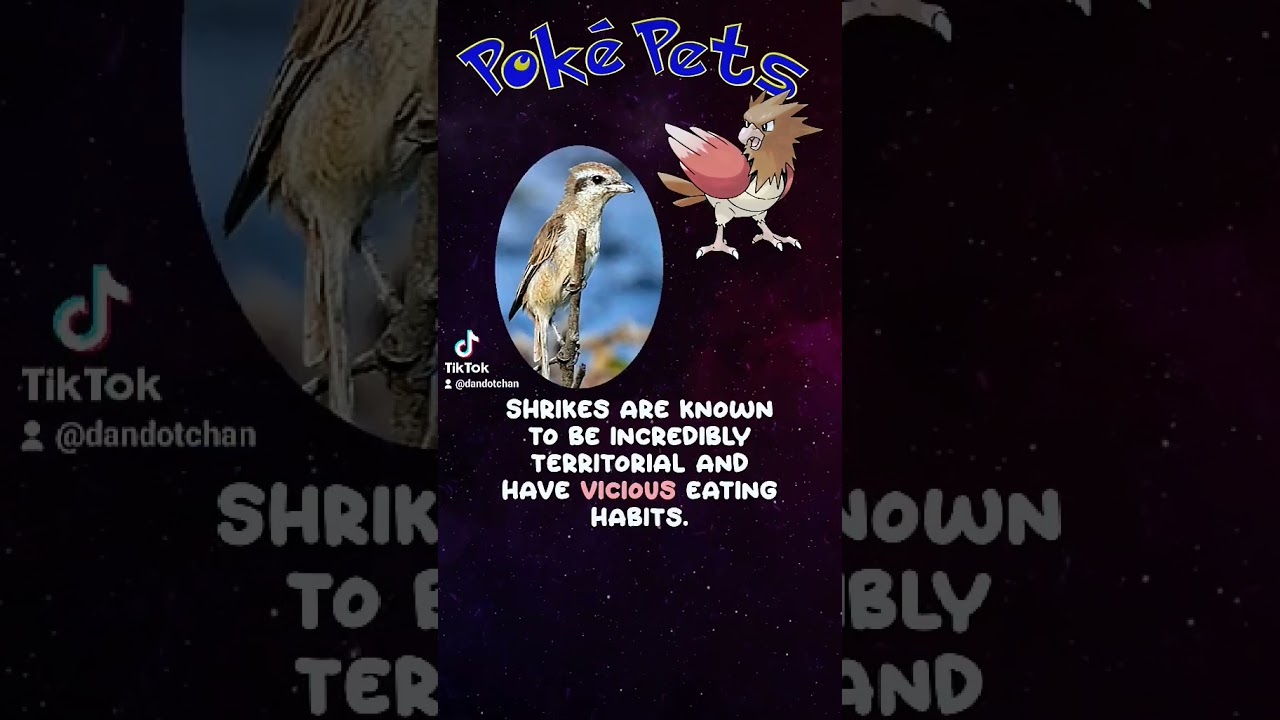 A Shrike among Shrikes! Spearow IRL #pokemon #foryou #pokemoncommunity #pets #pokepets