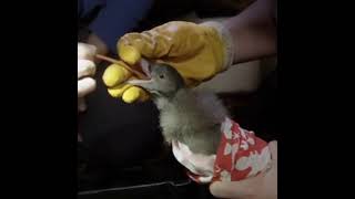 Plastic Pollution@Birds Stomach