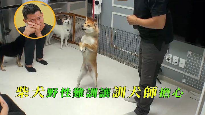 柴犬长了八百个心眼，主人只要亲热就会被咬，训犬师建议送走，主人却坚持继续抚养 - 天天要闻