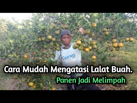 Video: Cara Mengatasi Jerung