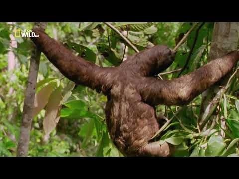 Удивительный, животный мир - Перу. Анды(1). Документальный фильм. "National Geographic"