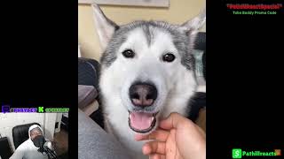 Try Not To Laugh TikkTok Funniest Dogs and Cats compilation | Reaction